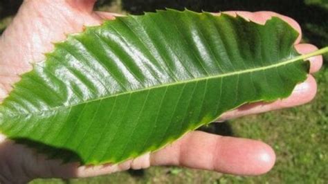 Leaf Oblong - Tree ID by oblong leaves