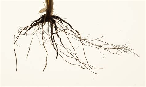 Why roots are the route to sustainable agriculture