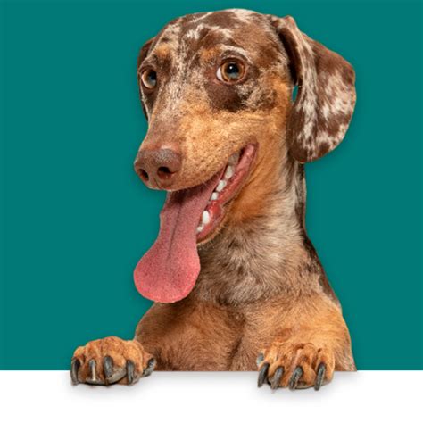 Clinica Veterinária Dom Vet - Clínica Dom Vet