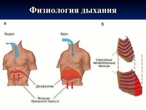 Органы дыхания. Физиология дыхания - презентация онлайн