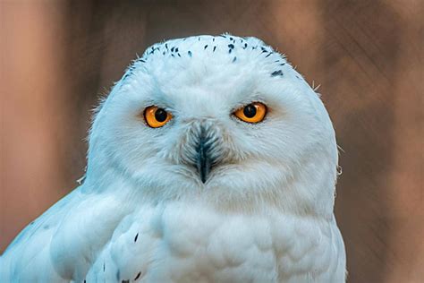 Great White Owl Background Images, HD Pictures and Wallpaper For Free ...