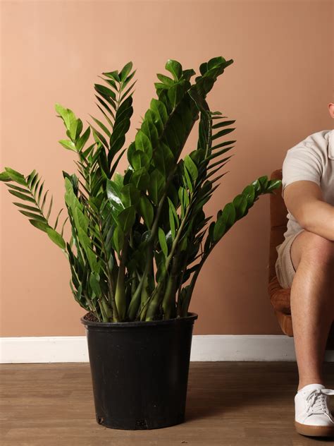 6-8ft ZZ Plant – Dahing Plants