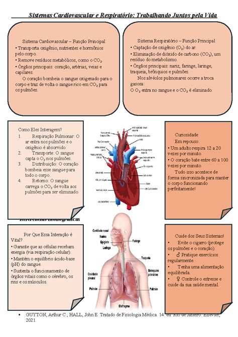 Sistemas Cardiovascular e Respiratório: Interação e Funções Essenciais ...