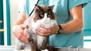 Kidney Failure in Cats and Life Expectancy: 2022 Vet FACTS