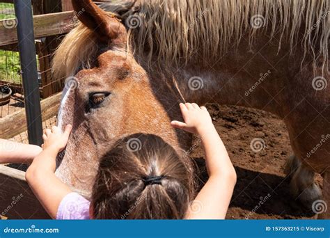 Petting a Farm Horse at Petting Zoo Editorial Image - Image of ...
