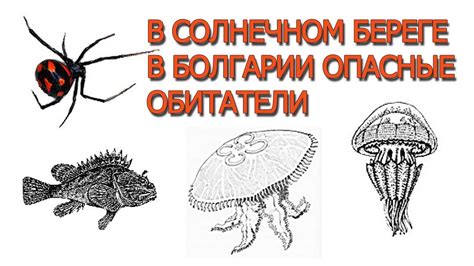 В Солнечном Береге в Болгарии опасные обитатели - YouTube