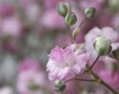15 Pink Creeping Baby's Breath Seeds-1139B - Seeds