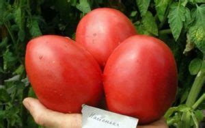 Томат Настенька – характеристика и описание сорта, фото, урожайность ...