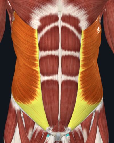 Anterior Abdominal Wall Flashcards | Quizlet
