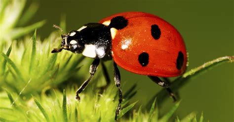 ladybug animal pictures   animals