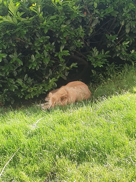 More doggo pics : r/PotasticP