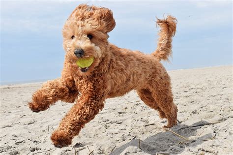 Full Grown Fb Goldendoodle