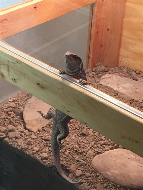 10000 best r/reptiles images on Pholder | Why is gecko sleeping here