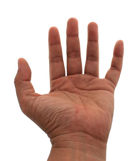 mano en archivo png de fondo transparente 9306874 PNG