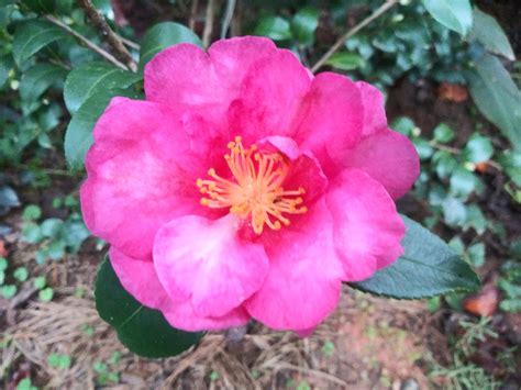 First Camellia Bloom of the Season : r/BotanicalPorn