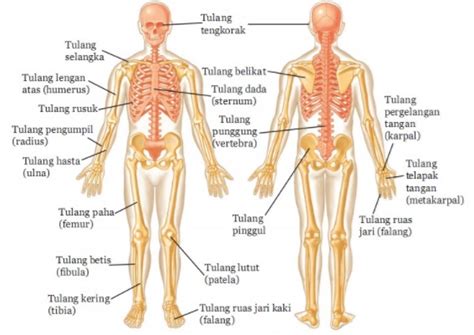 Tulang-Tulang Penyusun Rangka Manusia - EDUBIO