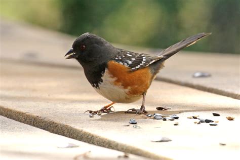 Spotted Towhee - FeederWatch