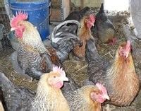 Welbar | BackYard Chickens - Learn How to Raise Chickens