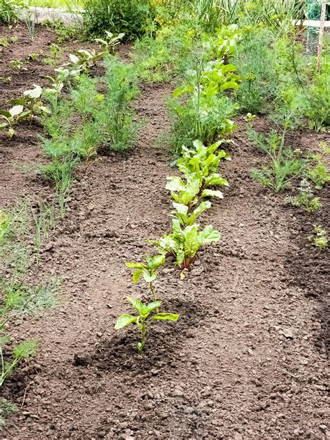 Young vegetables in the garden. Growing vegetables in rural areas