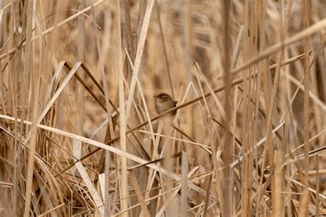 Wren Photos, Download The BEST Free Wren Stock Photos & HD Images
