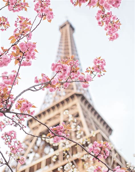 Paris in Bloom - Flower Magazine