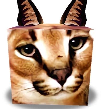 raise  floppa  wiki raise  floppa fandom