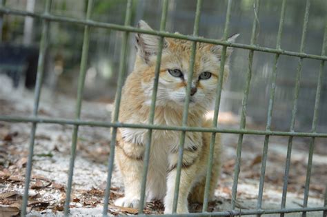 Big Cat Rescue: remembering every large & exotic cat - Animals 24-7