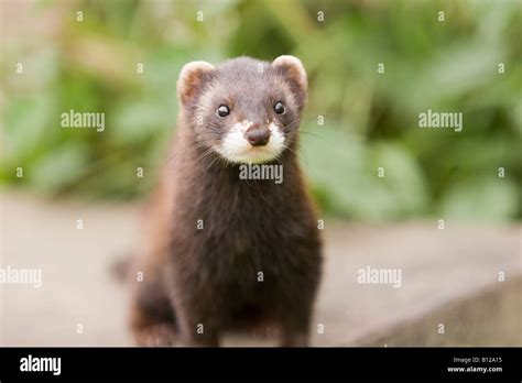 Polecat, Mustela putorius Stock Photo - Alamy