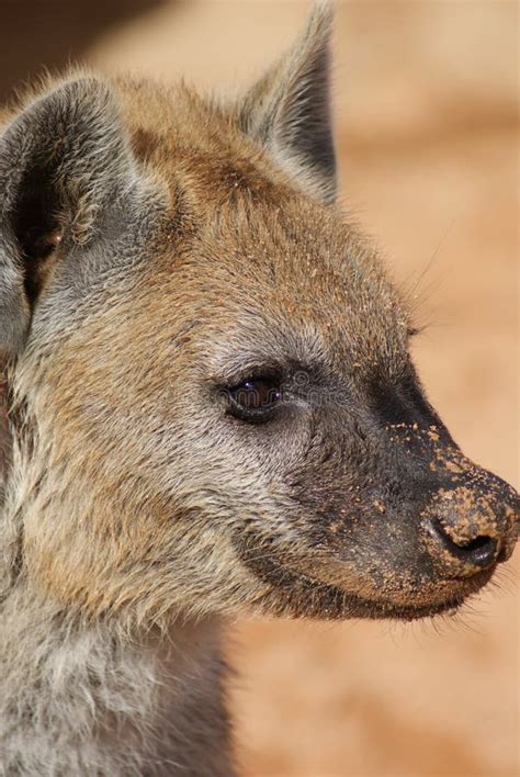 Spotted Hyena stock image. Image of animalia, spotted - 14565229