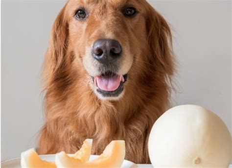 Can Dogs Eat Cantaloupe? | PetMD