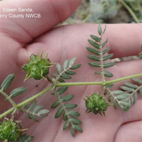 Plant Identification — Goathead Warriors