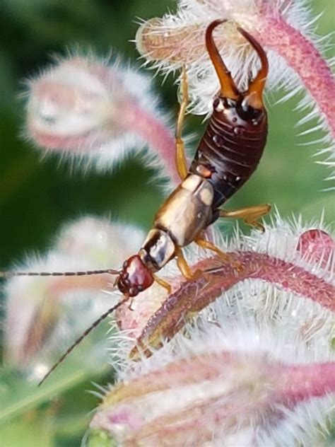 Tijereta Insecto Jardín - Foto gratis en Pixabay - Pixabay