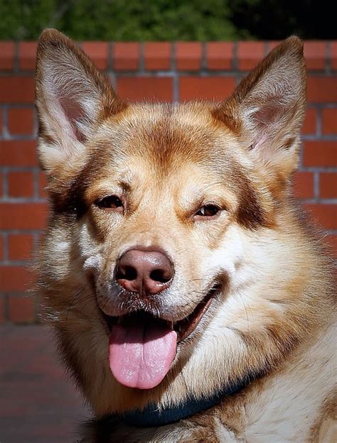 anjing binatang  negeri dog foto gratis  pixabay pixabay