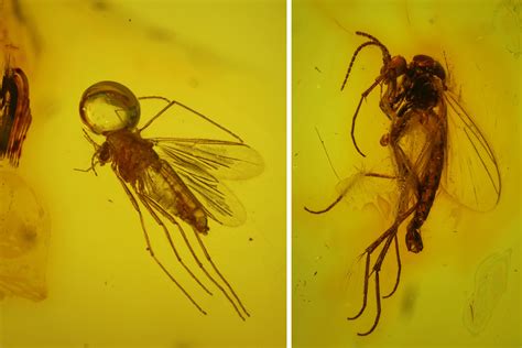 Two Fossil Flies (Diptera) In Baltic Amber (#170075) For Sale