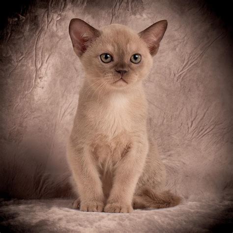 Photo Gallery 3 - Royal Esprit Burmese Cattery