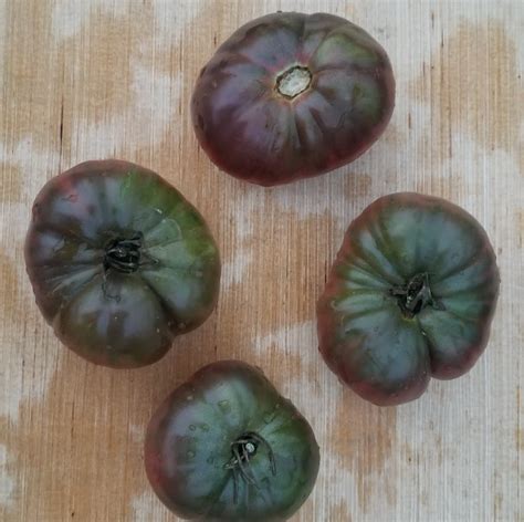 Black Seaman Tomato | Gaia Organic Seeds