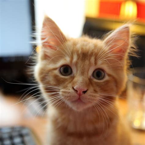 Ginger | Funny Cute Cats