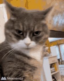 Gato Desconfiado Gif