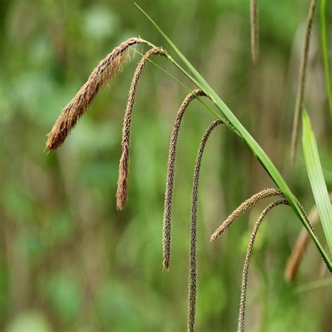 carex pendula  water garden