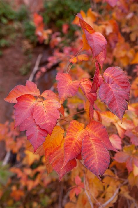 Why poison ivy is an unlikely climate change winner | National Geographic