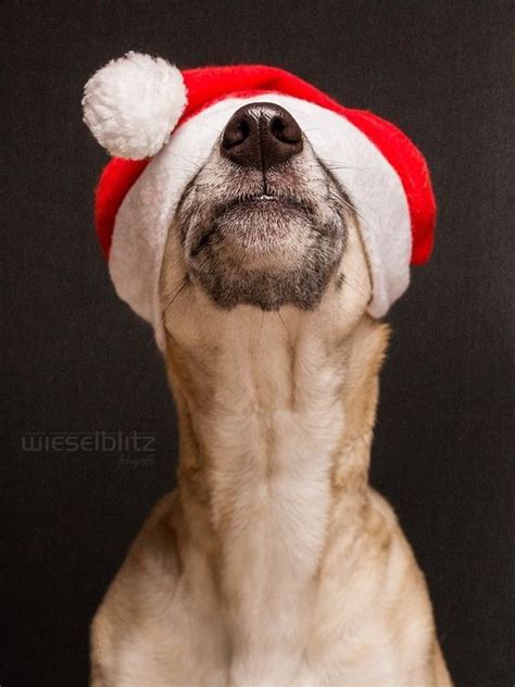️Новогодние картинки на аватарку для девушки в вк Dog Photos, Dog ...