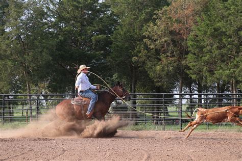 Calf Roping Horses
