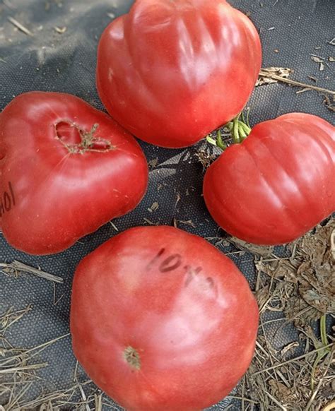Семена:Томат Томат силы /Pomodoro della Sila/. Розовые и малиновые ...