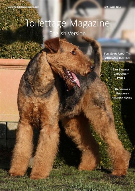 How To Groom Airedale Terrier