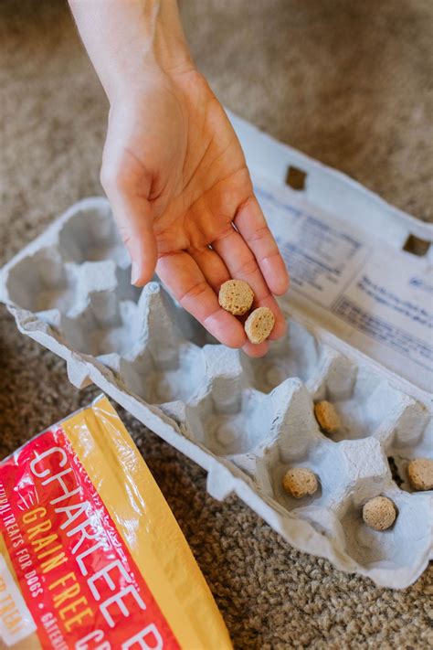 cat enrichment diy 2
