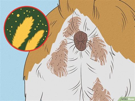 how to soothe dog irritated anus