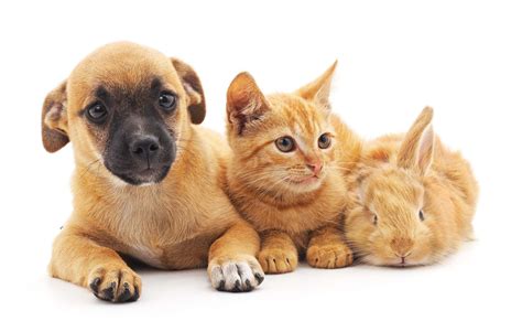 spay and neuter cats 9