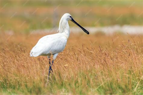 premium photo eurasian spoonbill platalea leucorodia common spoonbill