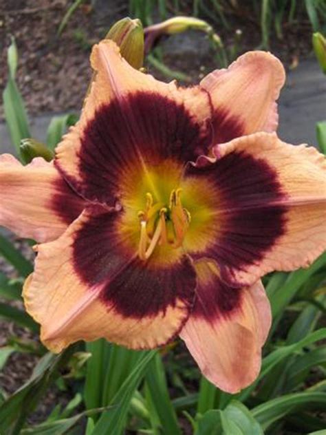 Лилейник (Hemerocallis) «Bam» - «Feel Green»