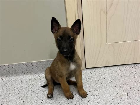 BELGIAN MALINOIS/MALINUA, müük, kuulutus 91193939 - Kuldne Börs